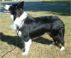 Click here for more detailed Border Collie breed information and available puppies, studs dogs, clubs and forums
